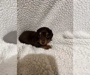 Dachshund Puppy for Sale in CONVOY, Ohio USA