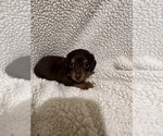 Image preview for Ad Listing. Nickname: Litter of 6