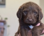 Small Photo #10 Labradoodle Puppy For Sale in PUEBLO, CO, USA