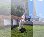 Small #6 Collie-Great Pyrenees Mix