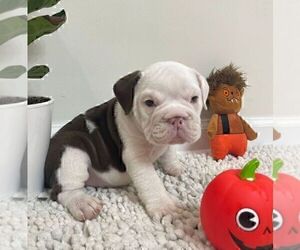English Bulldog Puppy for sale in JOHNS ISLAND, SC, USA
