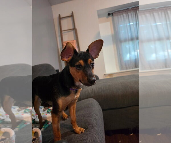 Medium Photo #3 Chipin Puppy For Sale in Fort Wayne, IN, USA
