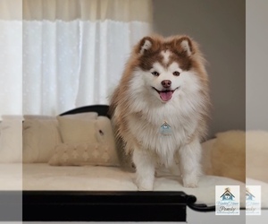 Father of the Pomsky puppies born on 09/01/2025