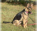 Small #3 German Shepherd Dog