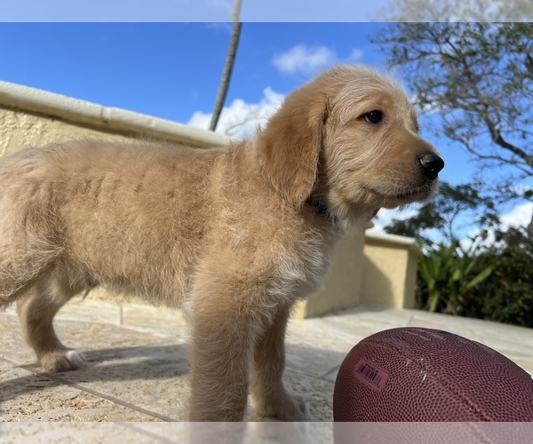 Medium Photo #8 Labradoodle Puppy For Sale in FORT LAUDERDALE, FL, USA