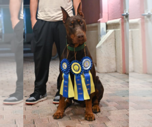 Father of the Doberman Pinscher puppies born on 05/20/2025