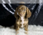 Small #4 Dachshund