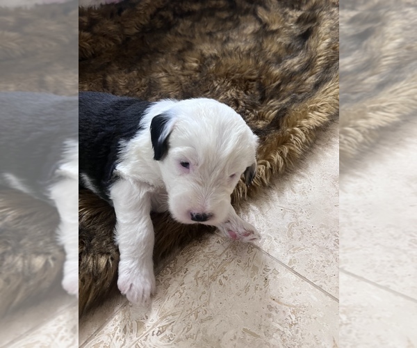 Medium Photo #6 Old English Sheepdog Puppy For Sale in ACTON, CA, USA
