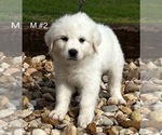 Small Photo #5 Great Pyrenees Puppy For Sale in LOCKHART, TX, USA