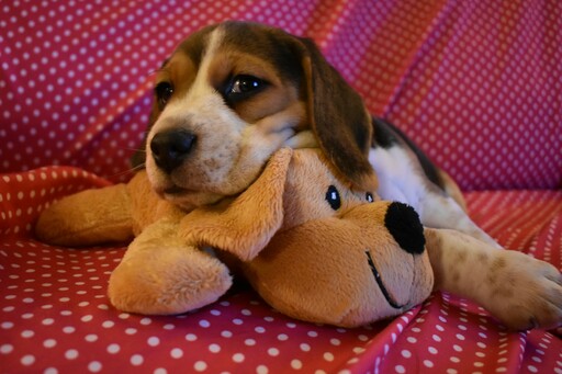 Medium Photo #8 Beagle Puppy For Sale in REASNOR, IA, USA