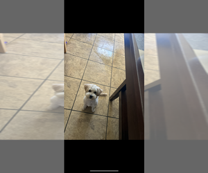 Maltipoo-Poodle (Standard) Mix Puppy for sale in VALLEJO, CA, USA