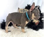 Small #3 French Bulldog