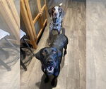 Small #5 German Shorthaired Pointer