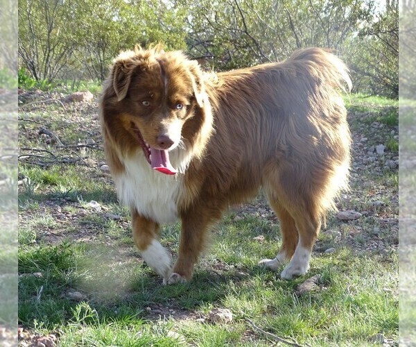 Medium Photo #1 Miniature Australian Shepherd Puppy For Sale in WITTMANN, AZ, USA