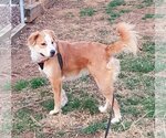 Small #6 Golden Retriever-Spaniel Mix