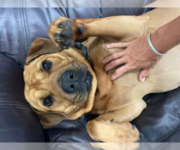 Medium Photo #15 Labrador Retriever-Unknown Mix Puppy For Sale in Pompano Beach , FL, USA