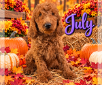 Litter of 8 - Male(s) and Female(s) Poodle (Standard)Litter of Puppies for Sale - Photo #4