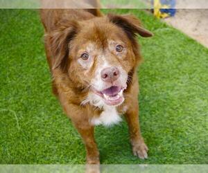 Labsky Dogs for adoption in Tallahassee, FL, USA