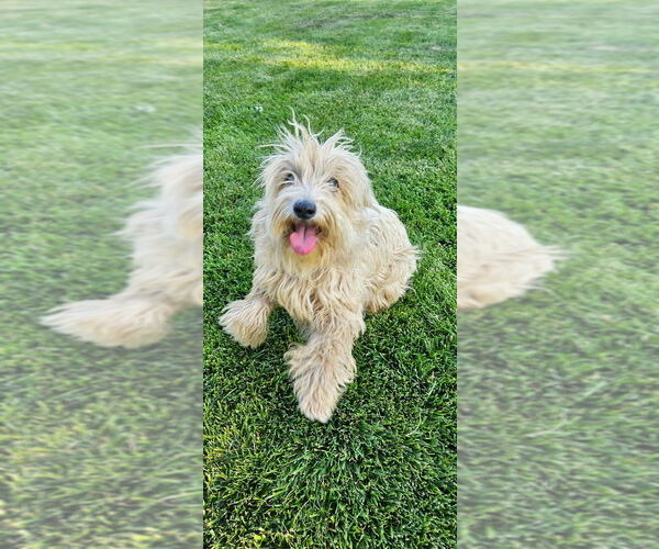 Medium Photo #1 Mutt Puppy For Sale in Banning, CA, USA