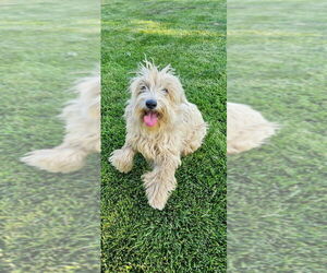 Mutt Dogs for adoption in Banning, CA, USA