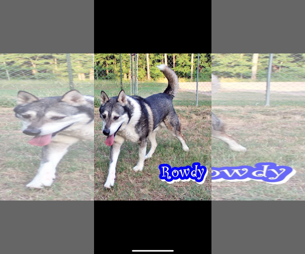 Medium Photo #2 Siberian Husky Puppy For Sale in Crandall, GA, USA