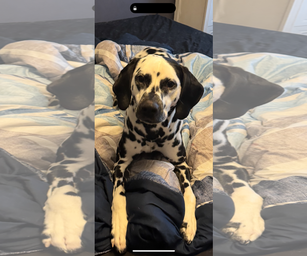 Medium Photo #1 Dalmatian Puppy For Sale in Croydon, NH, USA