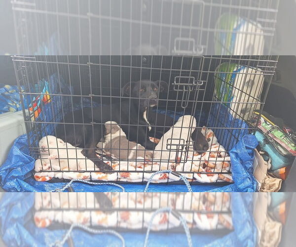 Medium Photo #3 Labrador Retriever-Unknown Mix Puppy For Sale in Aurora, IN, USA