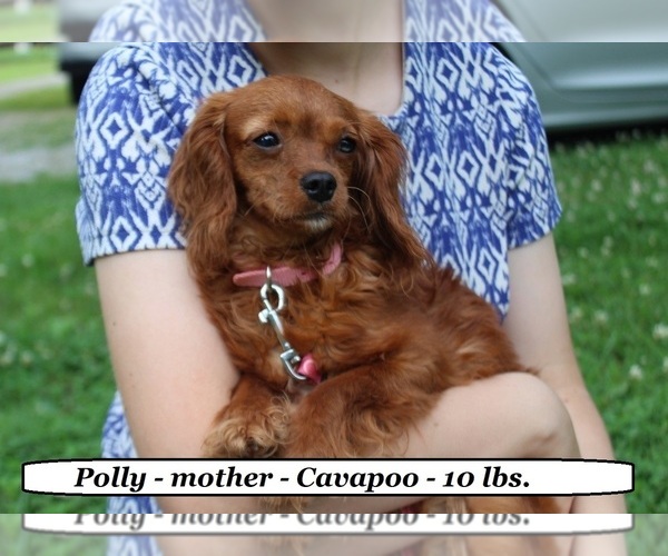 Medium Photo #1 Cavapoo (Miniature) Puppy For Sale in CLARKRANGE, TN, USA