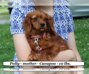 Mother of the Cavapoo (Miniature) puppies born on 05/06/2026