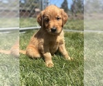 Small #37 Golden Retriever