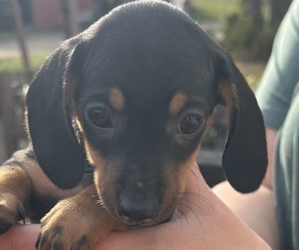 Medium Photo #7 Dachshund Puppy For Sale in GARRETT, PA, USA