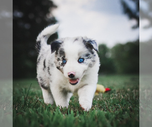 Border Collie Puppy for sale in STRAFFORD, MO, USA