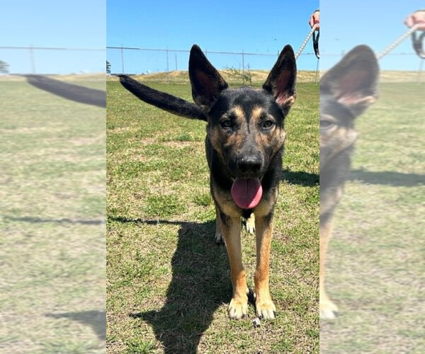 Medium Photo #1 German Shepherd Dog-Unknown Mix Puppy For Sale in Abbeville, LA, USA