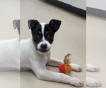 Small #3 Mutt