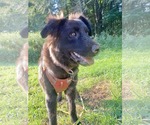 Small #7 Australian Shepherd-German Shepherd Dog Mix