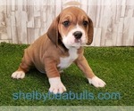 Small Photo #4 Beagle-English Bulldog Mix Puppy For Sale in SHELBYVILLE, IN, USA