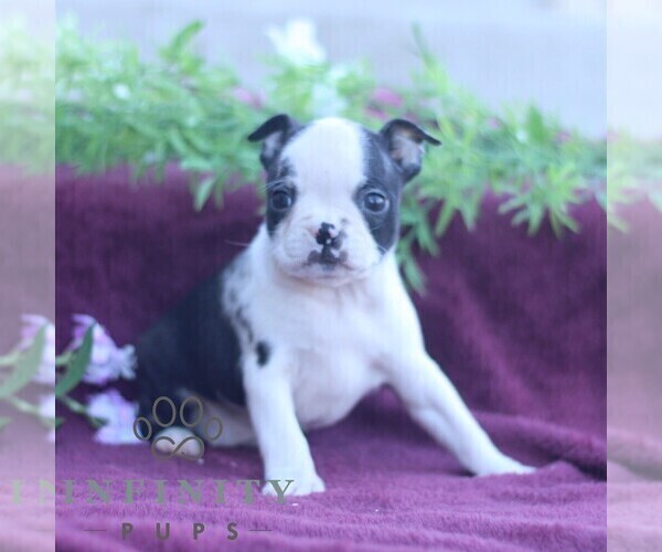Medium Photo #1 Boston Terrier Puppy For Sale in PORT ROYAL, PA, USA