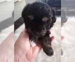 Small Photo #9 Coton de Tulear Puppy For Sale in LEWISVILLE, TX, USA