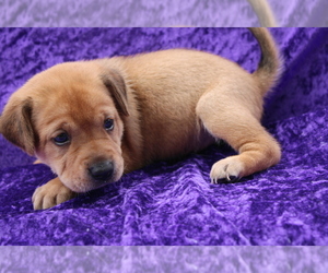 Sharp Eagle Puppy for sale in BLOOMINGTON, IN, USA