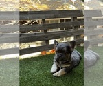 Puppy Hero French Bulldog
