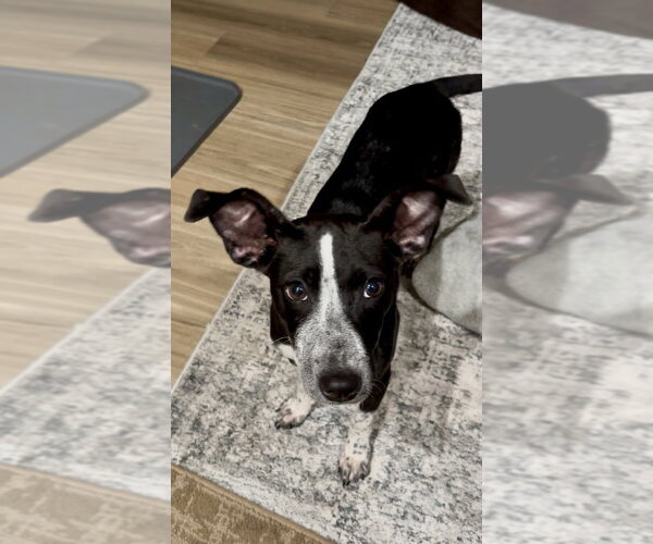 Medium Photo #4 Pointer-Unknown Mix Puppy For Sale in Mooresville, NC, USA