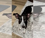 Small Photo #4 Pointer-Unknown Mix Puppy For Sale in Mooresville, NC, USA