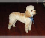 Small Photo #1 Labradoodle-Poodle (Miniature) Mix Puppy For Sale in GORDONVILLE, PA, USA