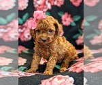 Small Photo #3 Poodle (Toy) Puppy For Sale in NEW HOLLAND, PA, USA