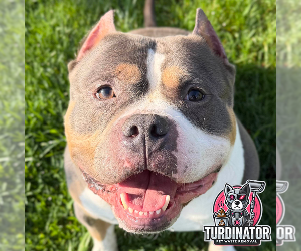 Medium Photo #1 Mutt Puppy For Sale in Jefferson, WI, USA