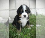 Puppy Princess Bernese Mountain Dog