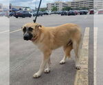 Small #3 Anatolian Shepherd-German Shepherd Dog Mix