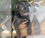 Small #11 Labrador Retriever Mix