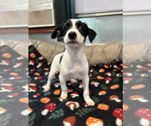 Medium Photo #2 Mutt Puppy For Sale in Pacolet, SC, USA