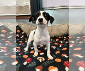 Earl Jul 26 - An Annie Pup - Male Mutt Dog for Adoption - Photo #2